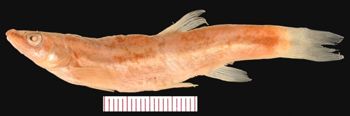 Media type: image; Ichthyology 24952
